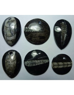Fosil amonites N 2