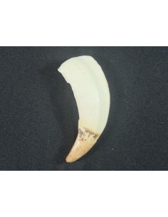 Dientes de Lobo Marino