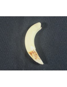 Dientes de Jabali