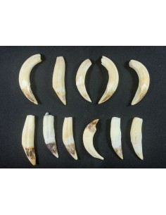 Dientes de Jabali 2