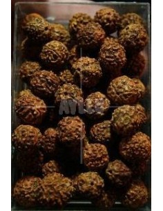 Rudraksha Semillas Sieltas